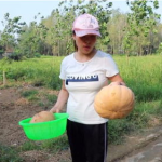 梅子娱乐吃瓜,揭秘娱乐圈最新吃瓜事件，带你领略明星幕后故事