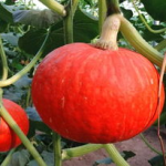 东瓜娱乐吃瓜,揭秘娱乐圈那些吃瓜背后的故事