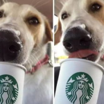 娱乐吃瓜酱狗狗领冰淇淋,娱乐吃瓜酱带你领略萌宠甜蜜瞬间