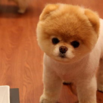 娱乐吃瓜酱精神抚慰犬,陪你度过欢乐时光