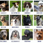犬的种类,探索世界各地的独特犬类品种
